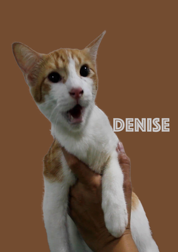 Why Cats Are Cool: The Unique History of Feline Companionship