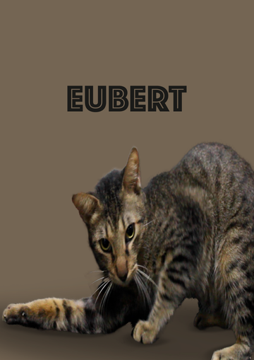 DIY Cat Enrichment: Keeping Indoor Cats Mentally Sharp