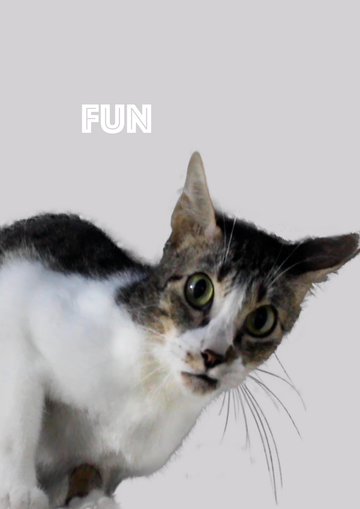 The Importance of Vertical Space: Why Your Cat Needs to Climb