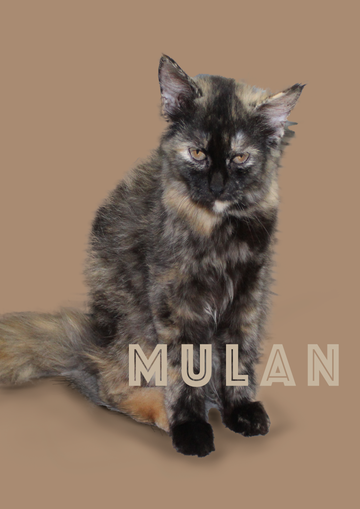 Caring for Golden Paws: Comfort Tips for Senior Cats