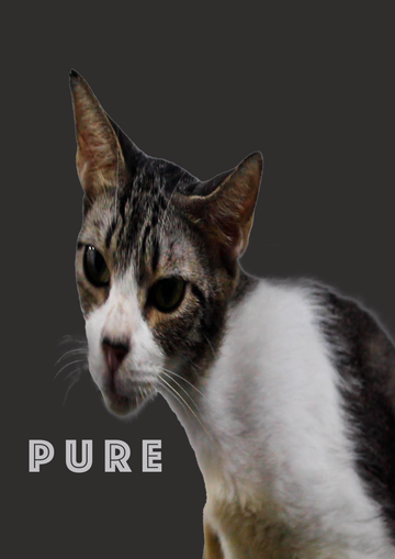 Shopping with a Purpose: How Your Purchases Support Feline Rescue