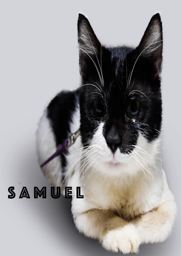 Spotting Hidden Pain: Subtle Signs Your Cat Might Be Sick