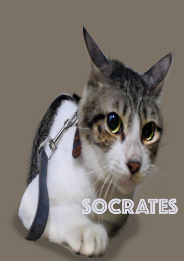Traveling with Your Feline: Reducing Car and Carrier Anxiety